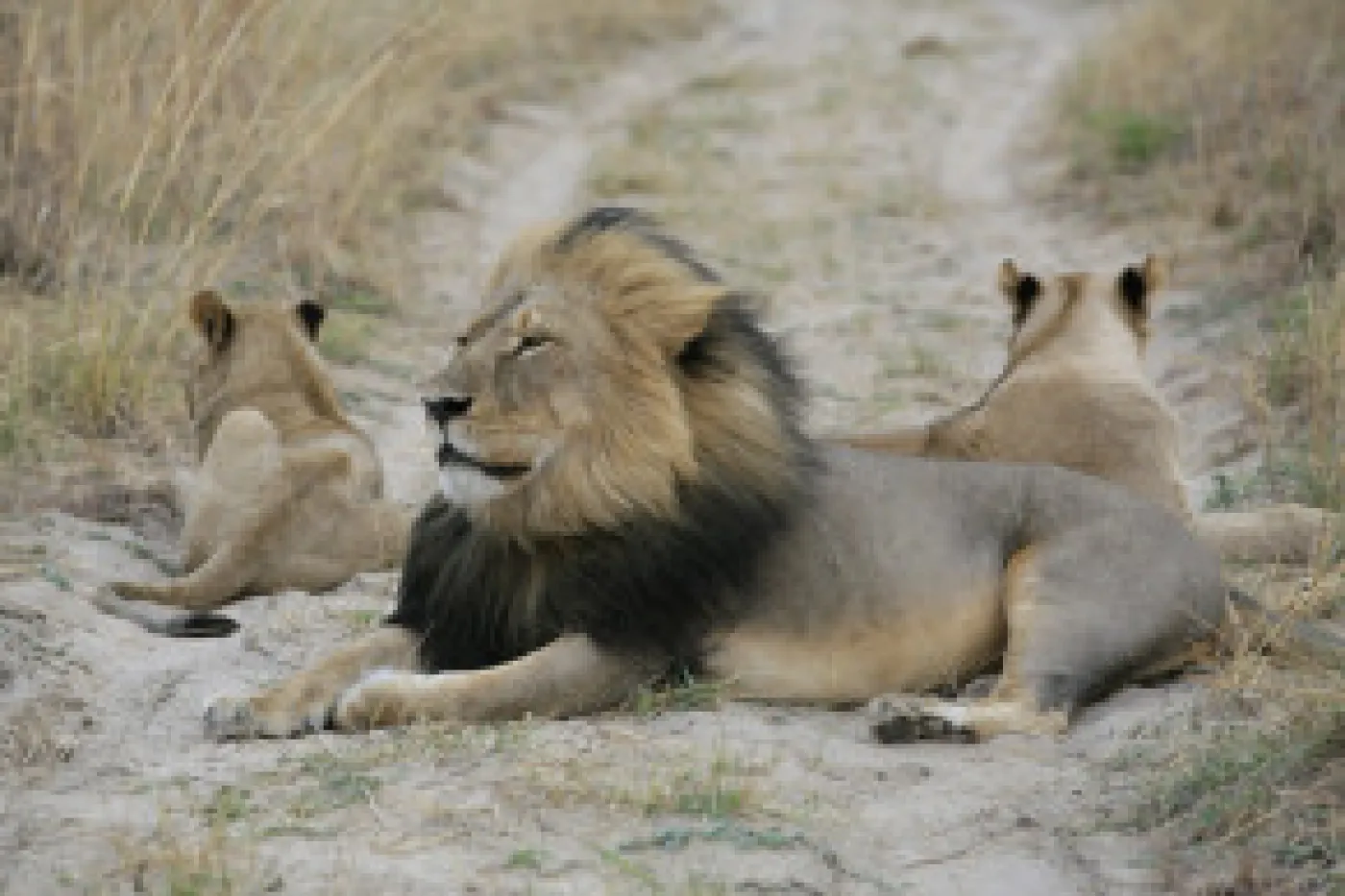 Cecil and his cubs