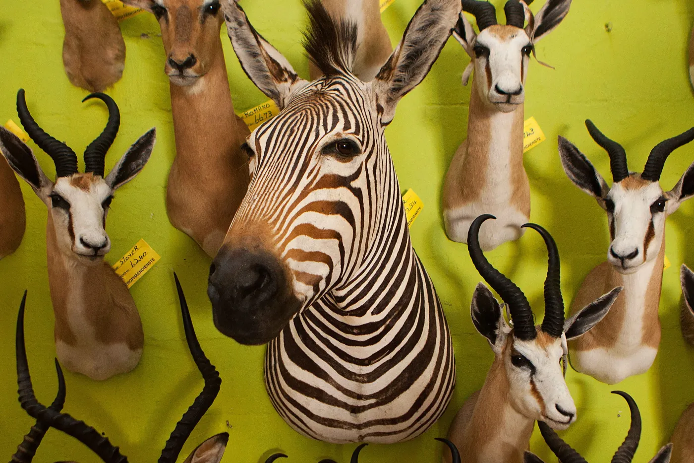 Wildlife trophies