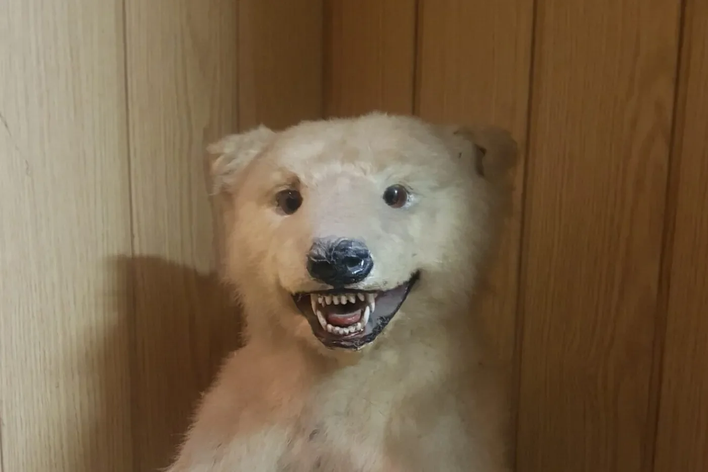 Polar bear cub trophy