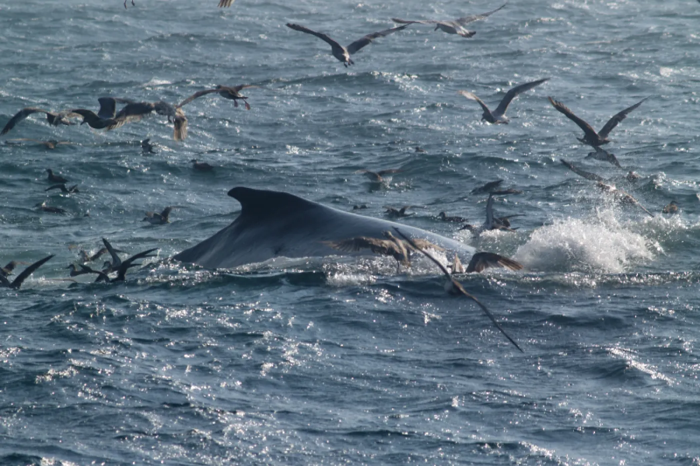 Fin whale with seagulls