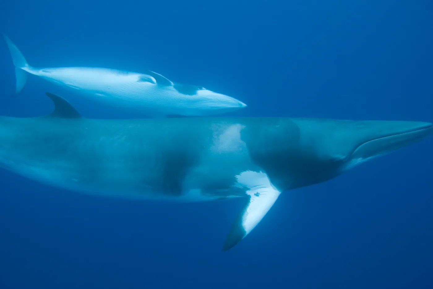 Minke whales