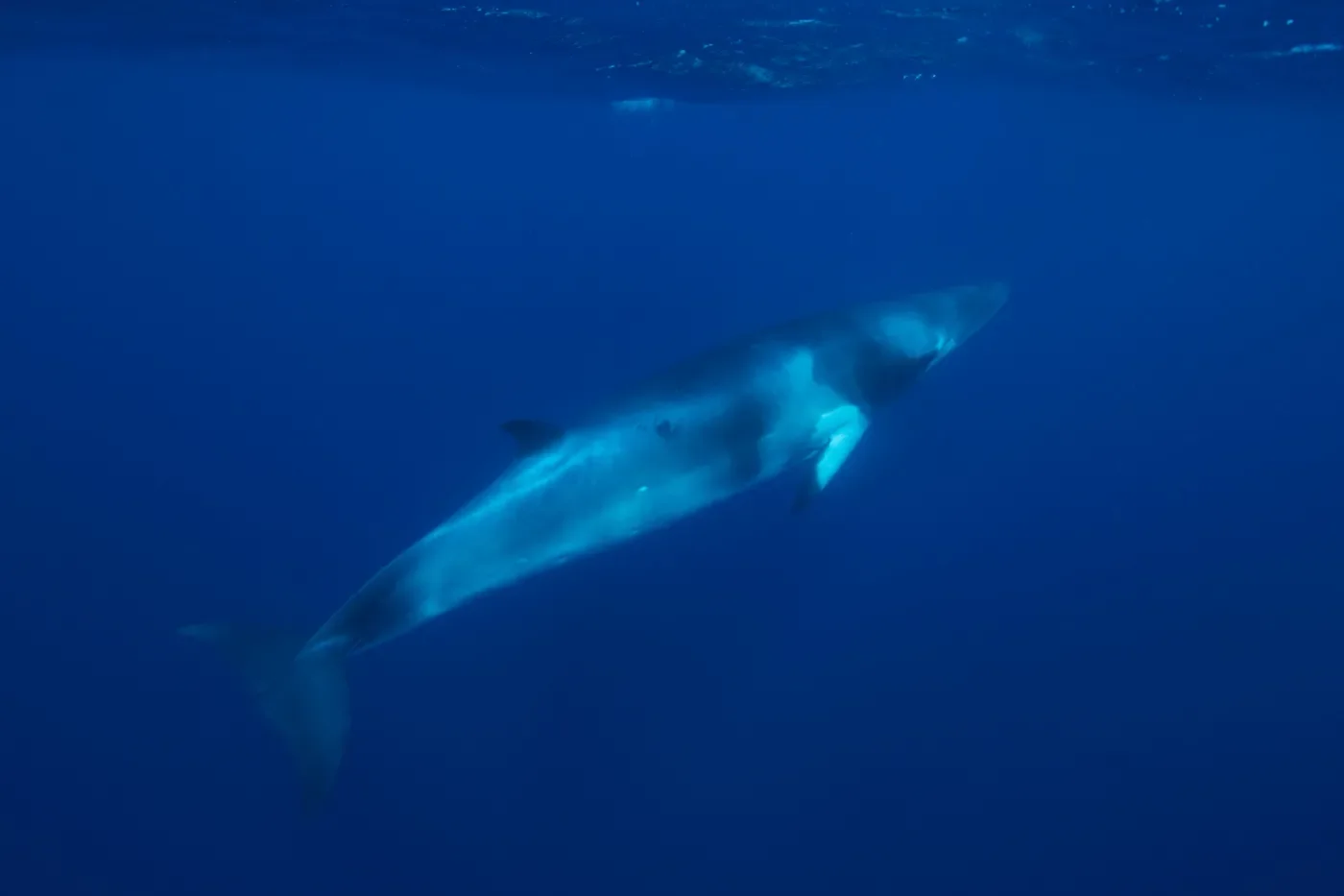 Minke whale