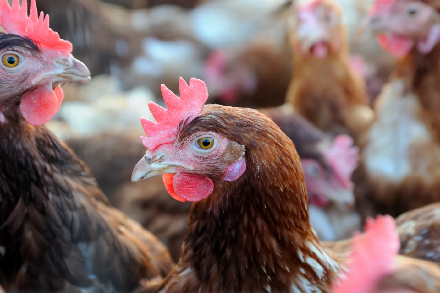 Chicken