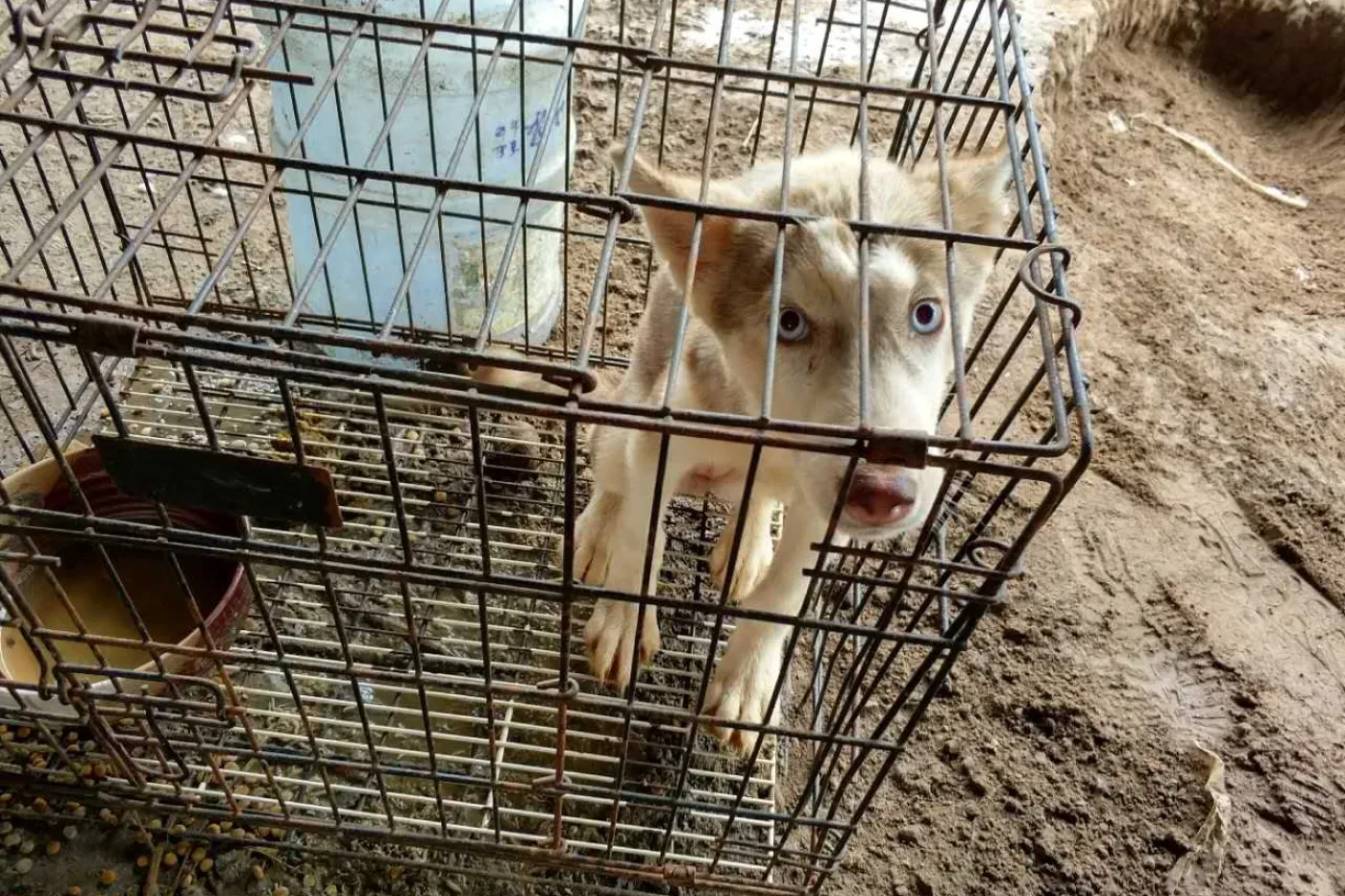 Dog rescued from the dog meat trade in China.