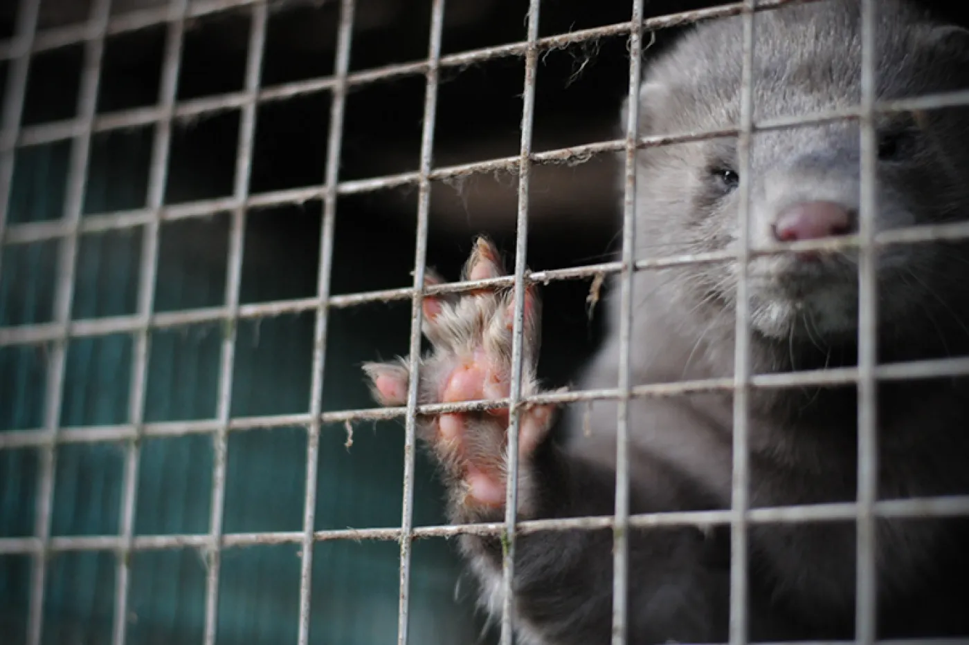 Mink on a fur farm