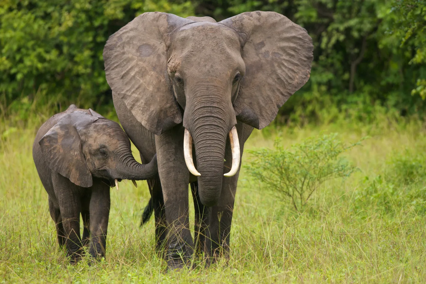 Elephant and calf