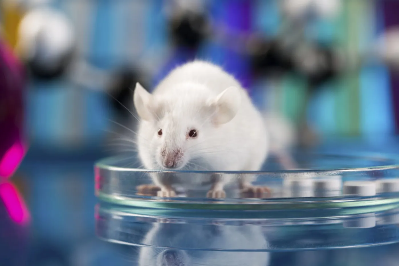 Mouse in a petri dish