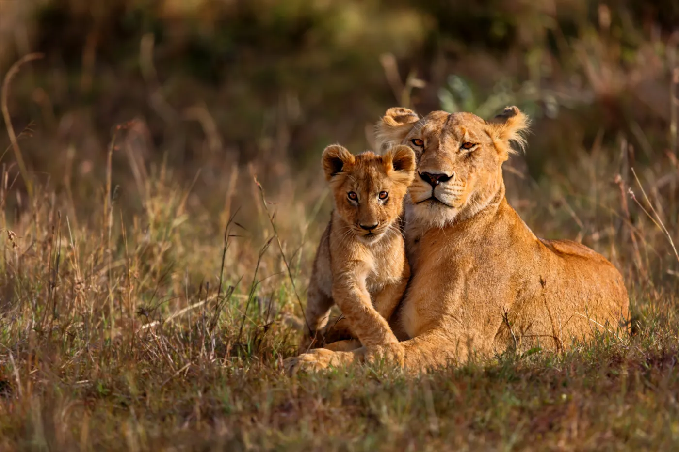 Lions