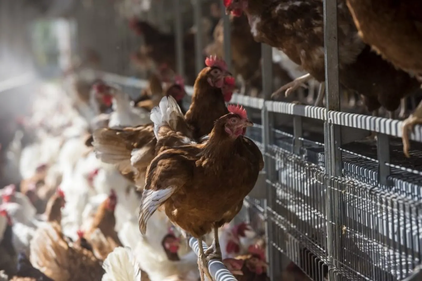 Chickens  