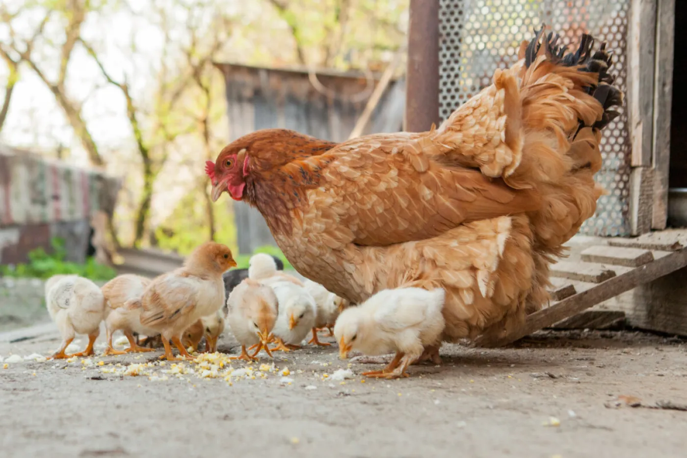Chicken with chicks
