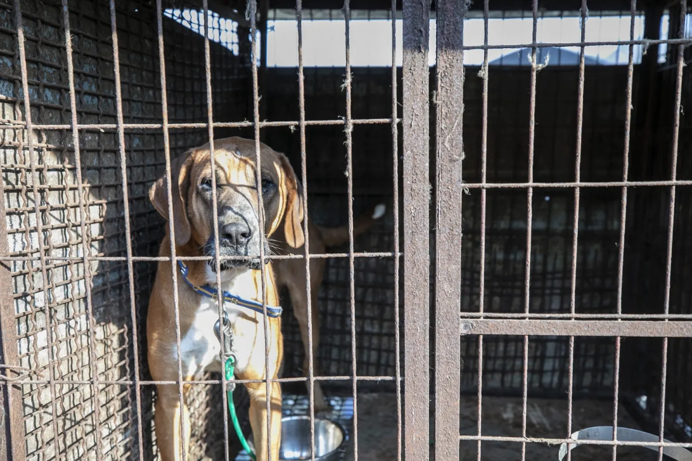 Dog on a dog meat farm