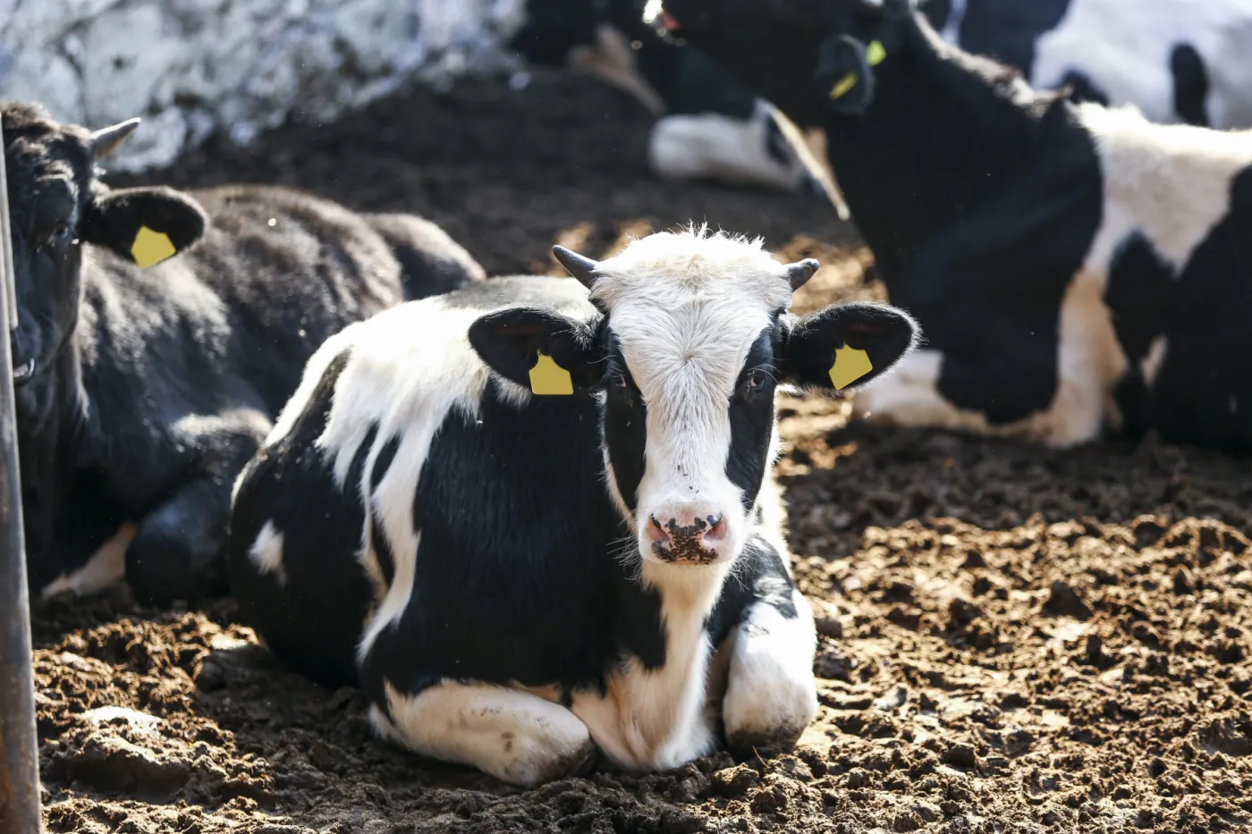 Cow