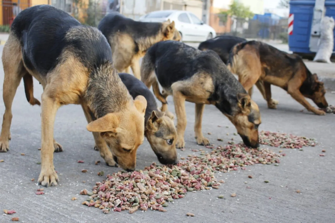Perros