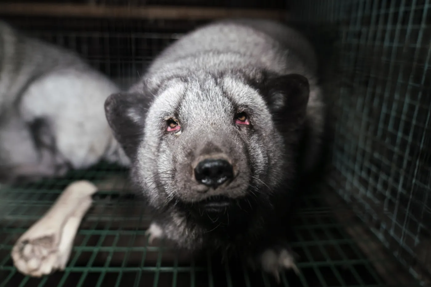 Fox on a fur farm