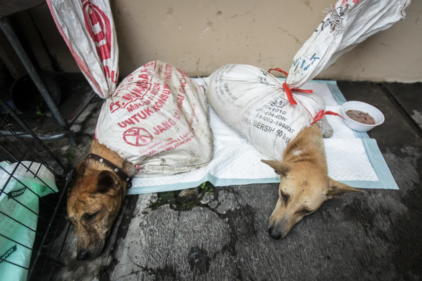 Dogs rescued from the dog meat trade in Indonesia.