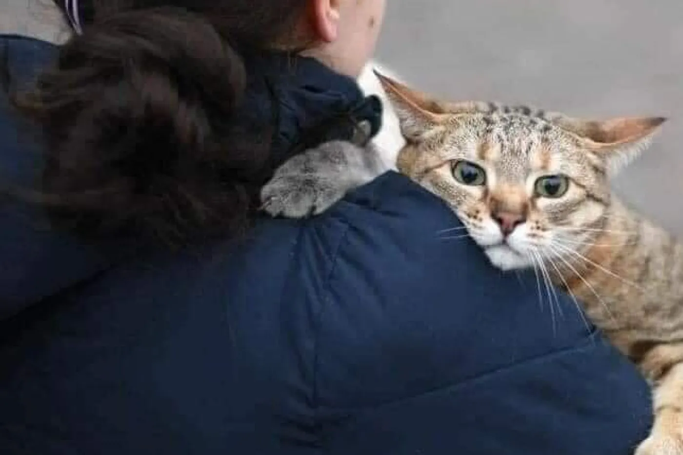 Ukraine cat
