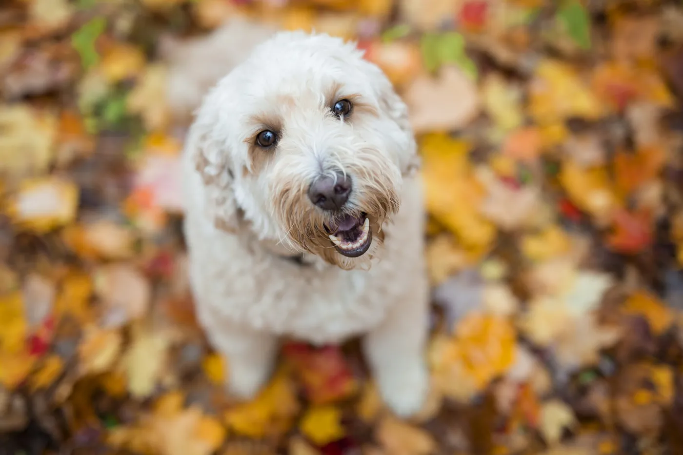 dog in leaves