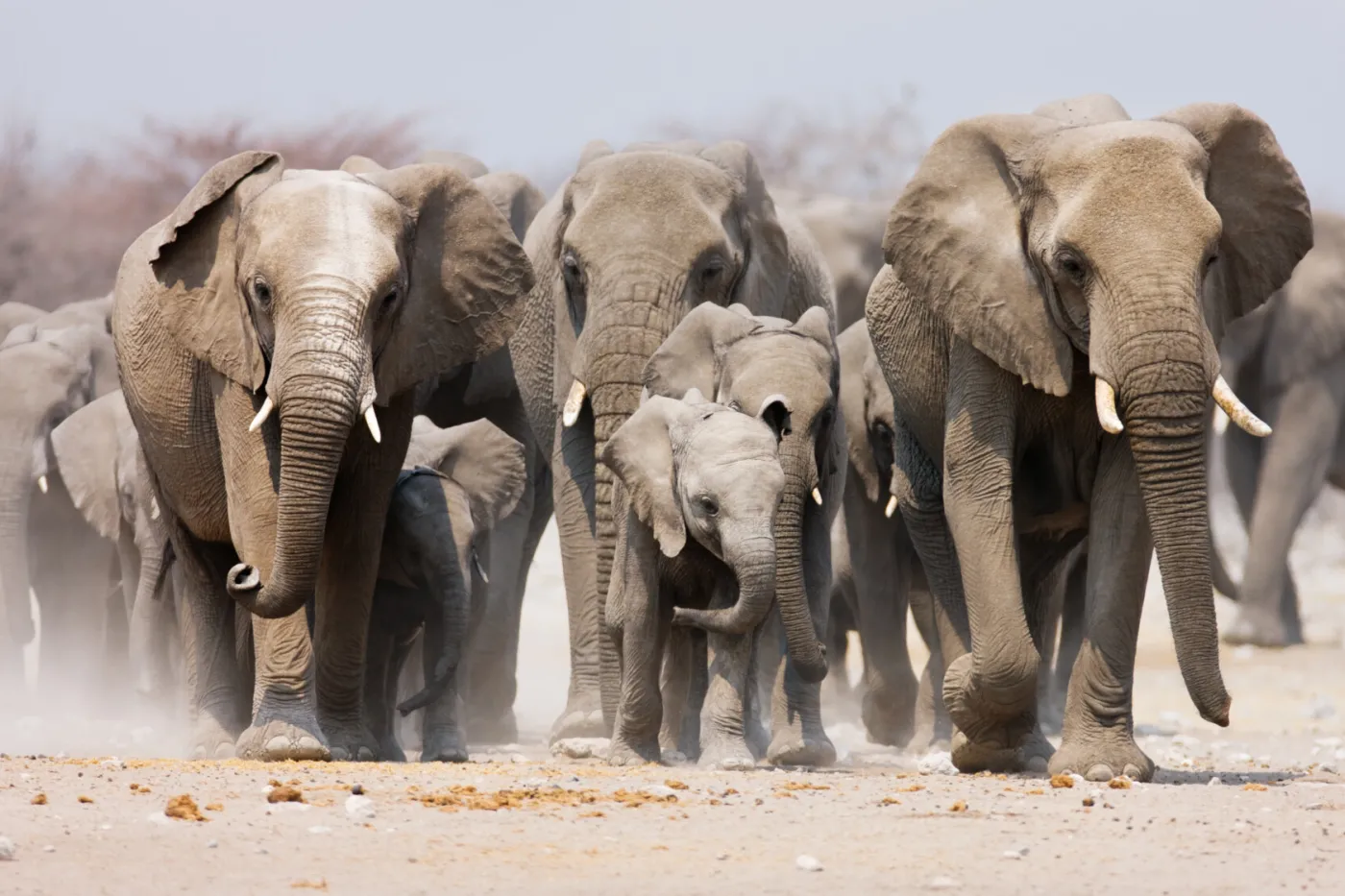 Herd of elephants