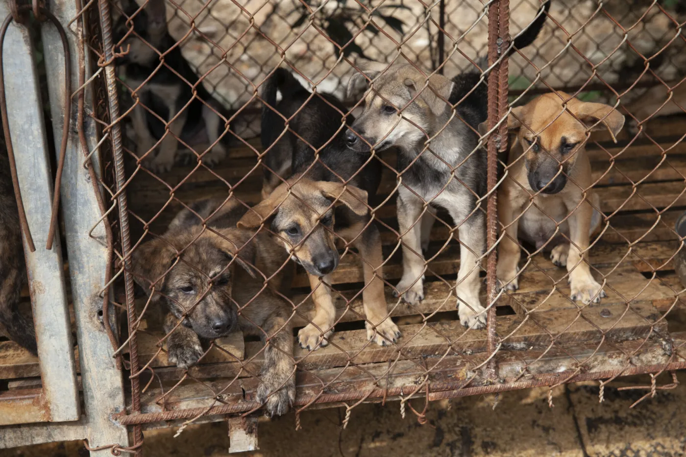 Dogs rescued from a dog meat facility in Viet Nam
