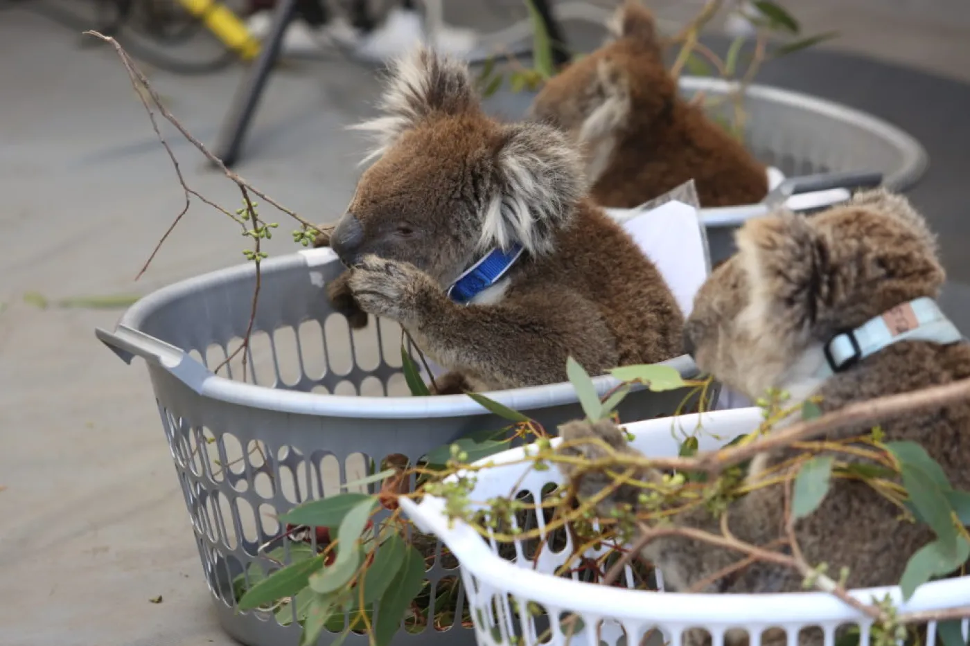 Three koalas rescued on Kangaroo Island sitting in laundry baskets eat eucalyptus branches and wait for assessment and treatment.