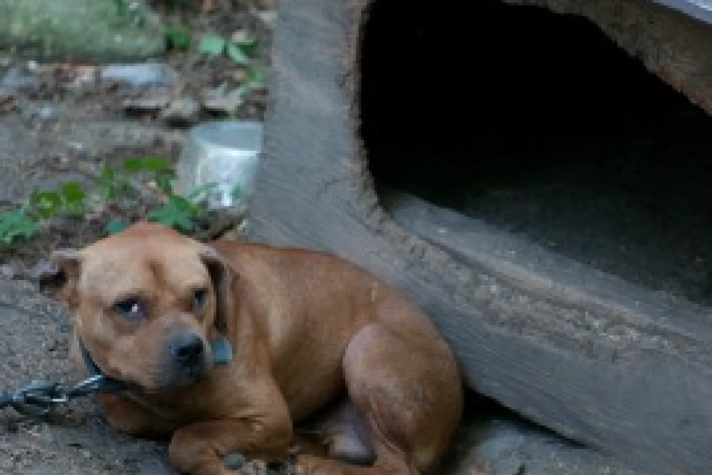 Humane World’s Animal Rescue Team assisted authorities in investigations and raids on two separate suspected dogfighting operations in Kalamazoo, Michigan