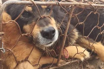 Yulin dog meat festival in China slaughters hundreds of dogs
