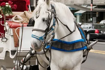 carriage horses are subjected to long hours and risk of injury
