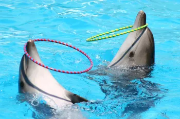 dolphins performing unnaturally in captivity
