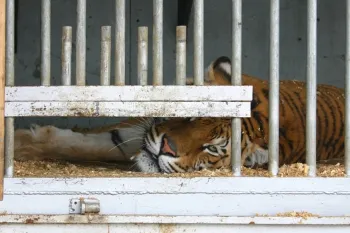 Captive animals in zoos and circuses, like this tiger, are suffering