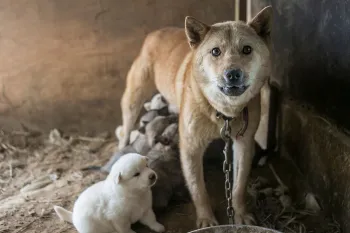 Dog with pups on dog meat farm in South Korea Dog with pups on dog meat farm in South Korea
