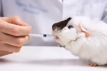 guinea pig animal testing