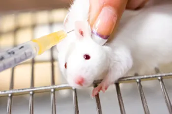 mouse animal testing