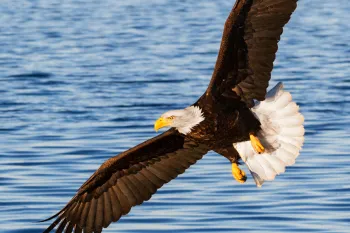 Eagle in flight over a body of water