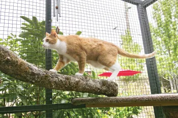 Cat walking on tree limb within a safe catio enclosure