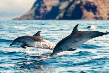 Wild dolphins swimming free in the ocean