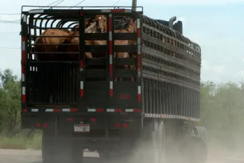 American horses being transported to slaughter in Mexico
