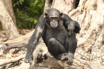 liberia chimp