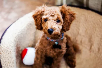 A brown, fluffy puppy sits in calmly their bed