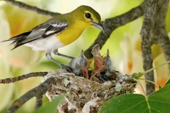 Mom bird feeding her babies in a nest