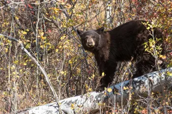 Black bear standing on a fallen tree limb