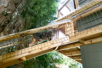 Cat in catio cat climbing in catio