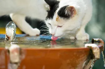 An outdoor cat samples the water from an outdoor fountain.