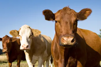 Three cows standing 