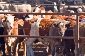 many cows crammed into a feedlot pen