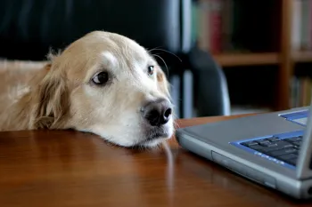 A dog looking at a computer
