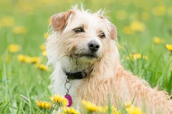 Dog wearing brown dog collar relaxing in a field of yellow flowers