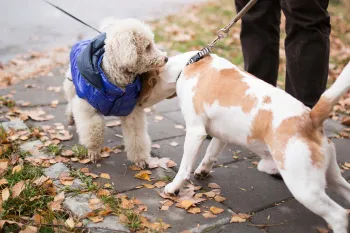 Dogs meeting outside