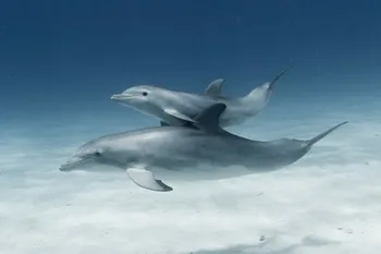 Dolphin and calf swimming in the ocean
