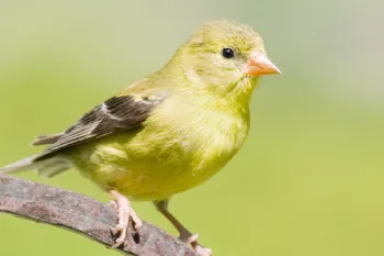 Gold finch bird sitting on a branch.