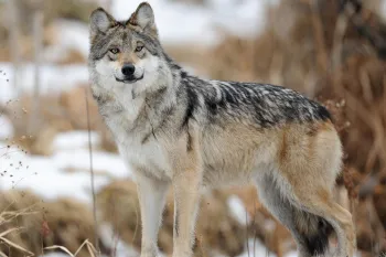 Wild gray wolf standing in the snow.